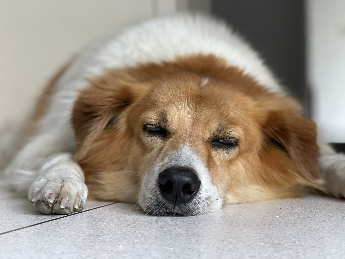 Singing Bowl Phuket (phuketsingbowl) Twitter