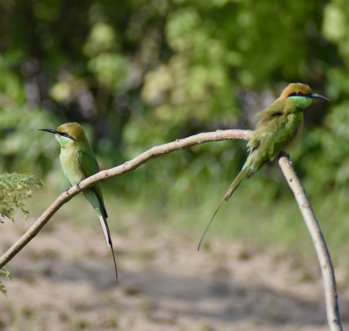 Some times disagreements are fine Green bee eaters 
#IndiAves #TwitterNatureCommunity #birdwatching #birding #ThePhotoHour #BBCPOTD