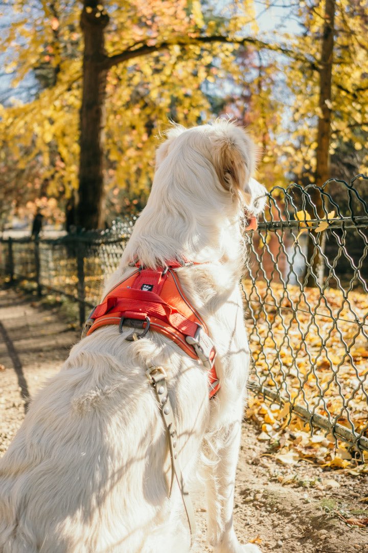 When you’re just sitting around trying to figure out how twitter works because you’re just so used to IG. 🙃Are we supposed to know what we’re doing? 
#dogsoftwitter #twitterdogs #twitterdogcommunity