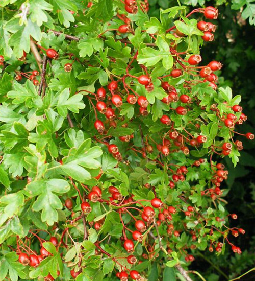 Coblands Garden Centre tweet media