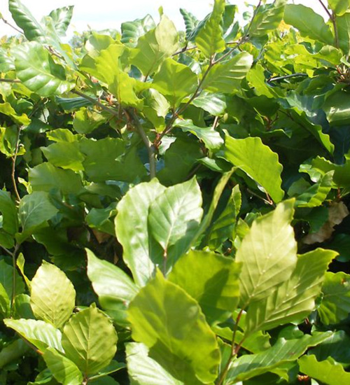 Coblands Garden Centre tweet media