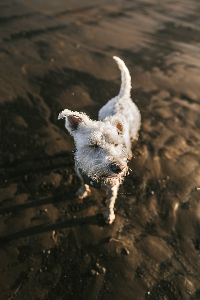 One of my favourite candid photos of Freddie - soaking up that beach sunset! 🌅
#dogphotography #twitterdogcommunity #dogsoftwitter