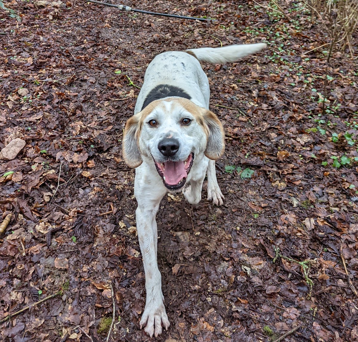 GrovehillAT's tweet photo. Happy Monday from Milo 🐾🐕❤️

#monday #newweek #dogwalk #animalrescue #grovehillanimaltrust https://t.co/WxZbbERJyN