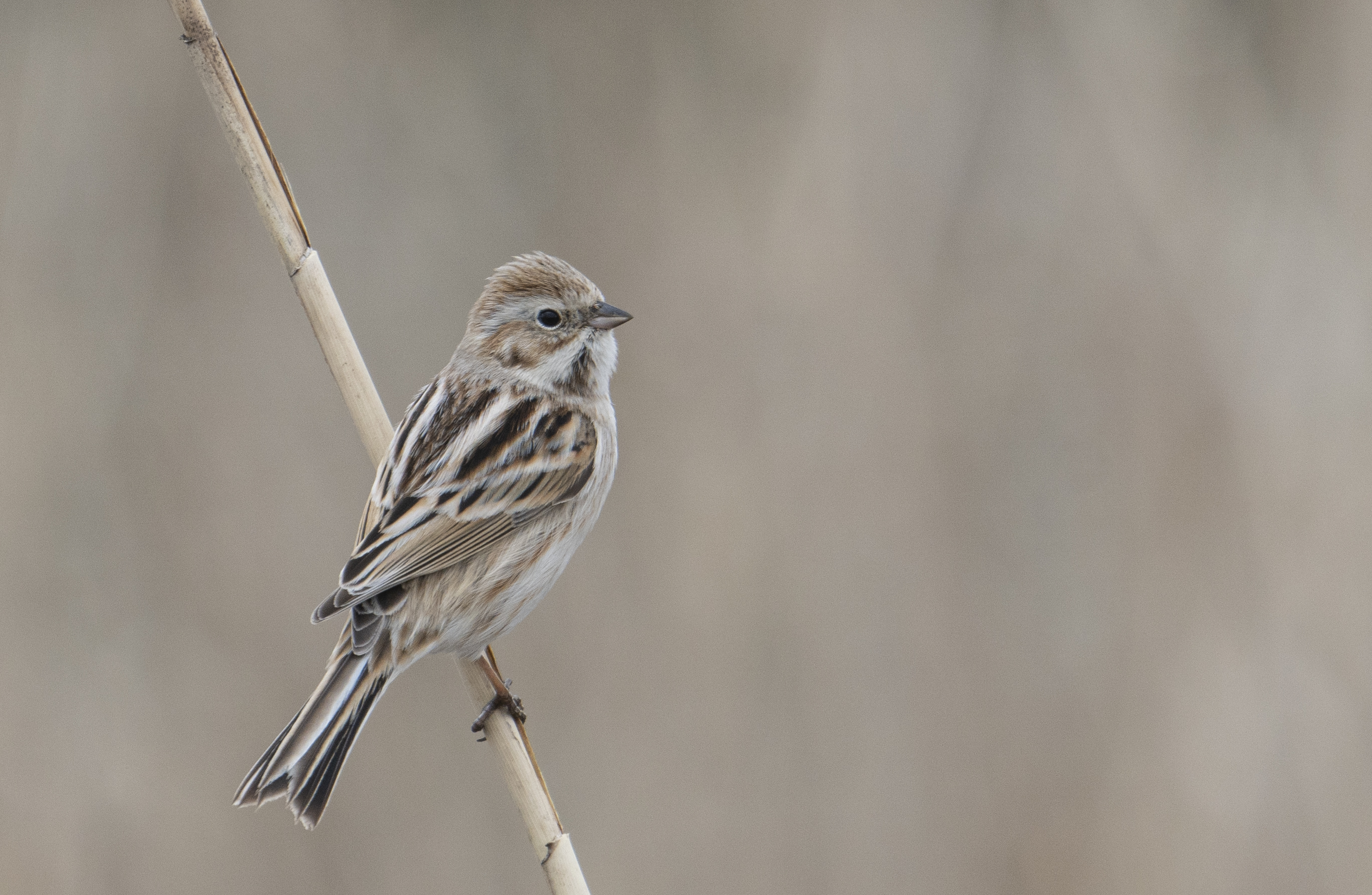 Carlos Ibanez Ueda Pallas S Bunting Emberiza Pallasi シベリアジュリン シベリアジュリン 鳥 Birds Birdsareamazing Wildlife Wild Japan 日本 鳥 Wildphoto Nature Naturalbeauty Peru Bird Birdwatching Birding Aves Naturelovers