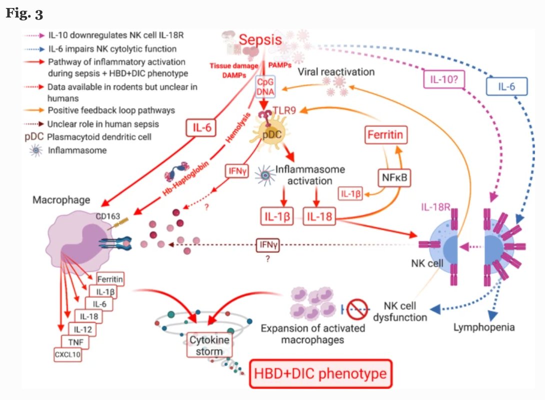Did you miss our last #septicshock 🦠related paper?

Hepatobiliary dysfunction and disseminated intravascular coagulation cohort ⬆️biomarkers related to macrophage activation ‼️

📢 Read more ➡️ rdcu.be/cHUKU