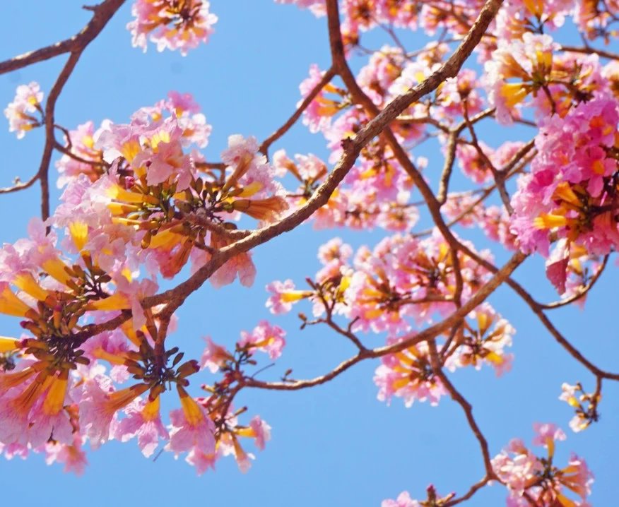 Está floreciendo el cambio en el Meta, los arboles se visten de color esperanza, augurando la victoria este 13 de marzo.

¡El #PactoHistórico va a echar raíces en esta región! 🧡💙❤💚💜