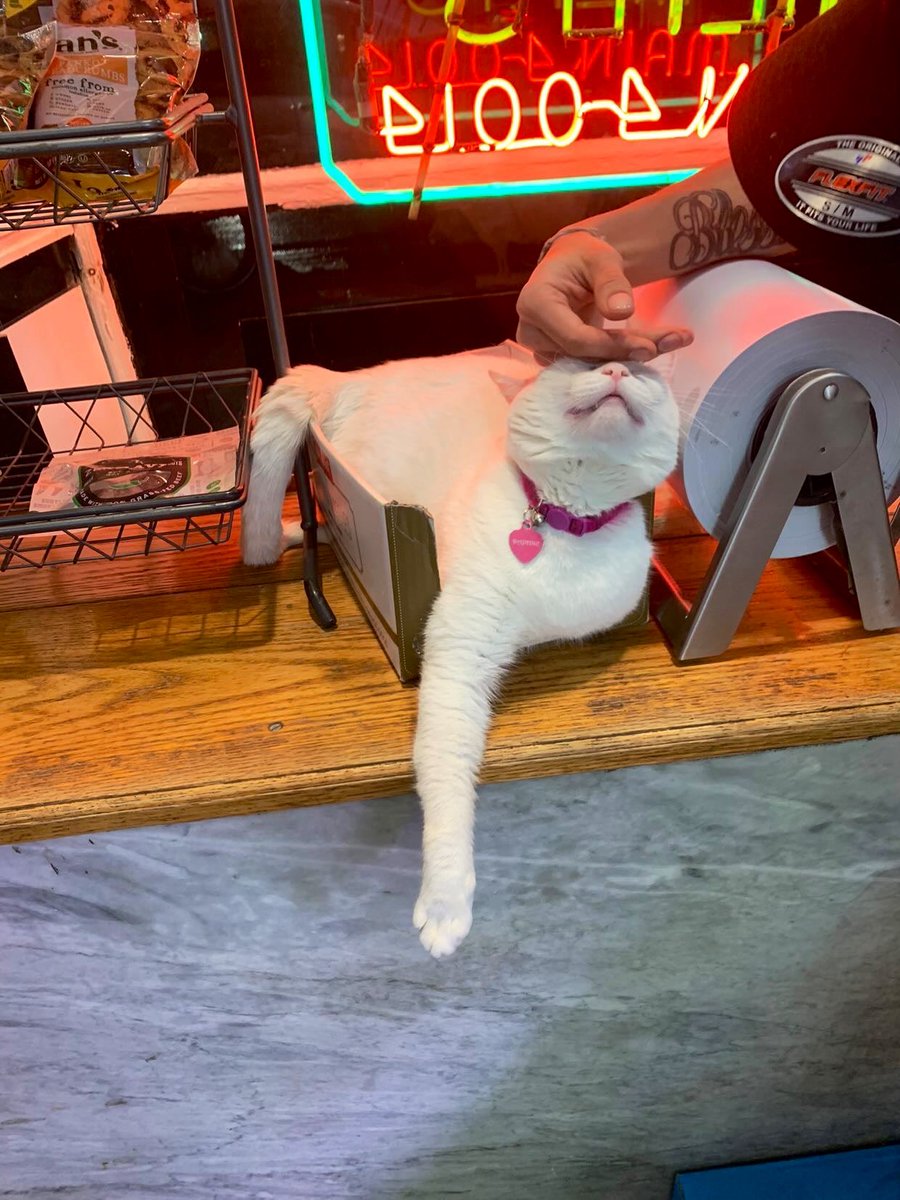 Bodegacats_'s tweet photo. https://t.co/0IHoNS7d7Q
