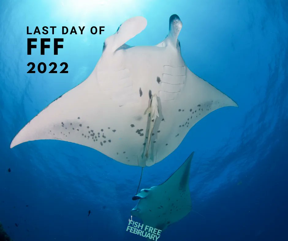 Fish Free February tweet media