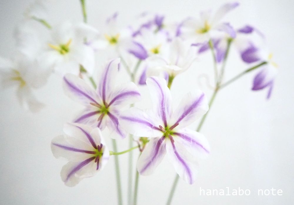 ハナラボノート まいにち切花図鑑 リューココリーネ 春に出回る香りの花のひとつ リューココリーネ 甘く強い香り はバニラや桜餅の香りと例えられることも 茎は細く繊細なイメージですが 比較的花もちも良し 花色は紫ベースで いくつかの品種が