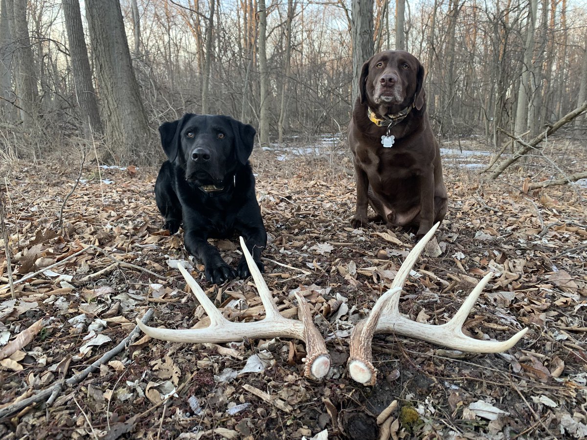 champbuck's tweet photo. Happy #matchedset Monday! Great start to the week! Enjoy your week all! #shedhunting #whitetails #sheddogs #shedrally @raised_outdoors https://t.co/coZubfBzhg