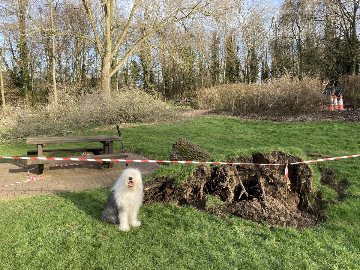 caniscausa's tweet image. Lots of storm damage being cleaned up in the park today. The green spaces team are doing a great job but this means there are now fewer trees for me to lift my leg! Those were beautiful old trees. #StormEunice 🪵🥺🌳 #MondayMood