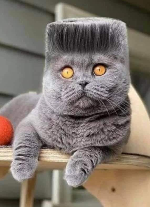 MichaelZobl's tweet photo. Ihre Katze @Andreas_Hanger? https://t.co/o3Fjev5ij8