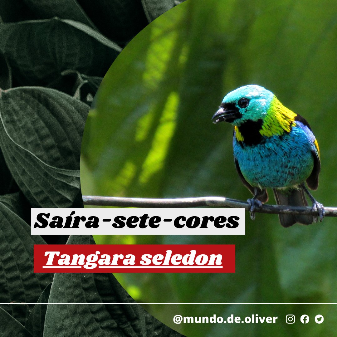 leolto's tweet photo. A saíra-sete-cores é uma ave passeriforme da família Thraupidae. Também conhecida como saíra-de-bando e saí-de-sete-cores. https://t.co/xp2i5cmMNs