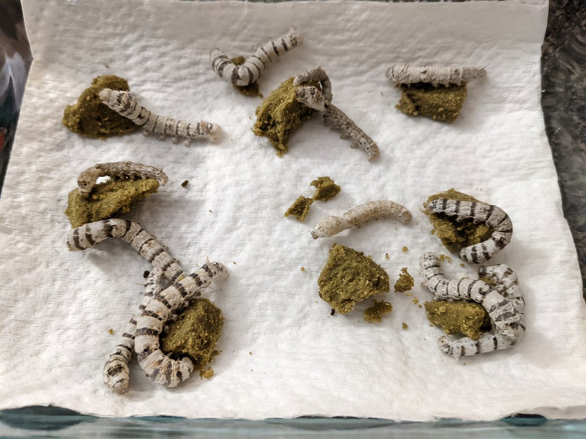 Escher Cattle tweet media