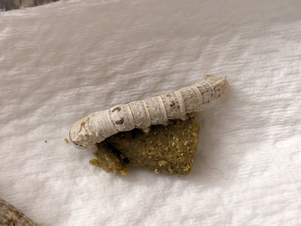 Escher Cattle tweet media