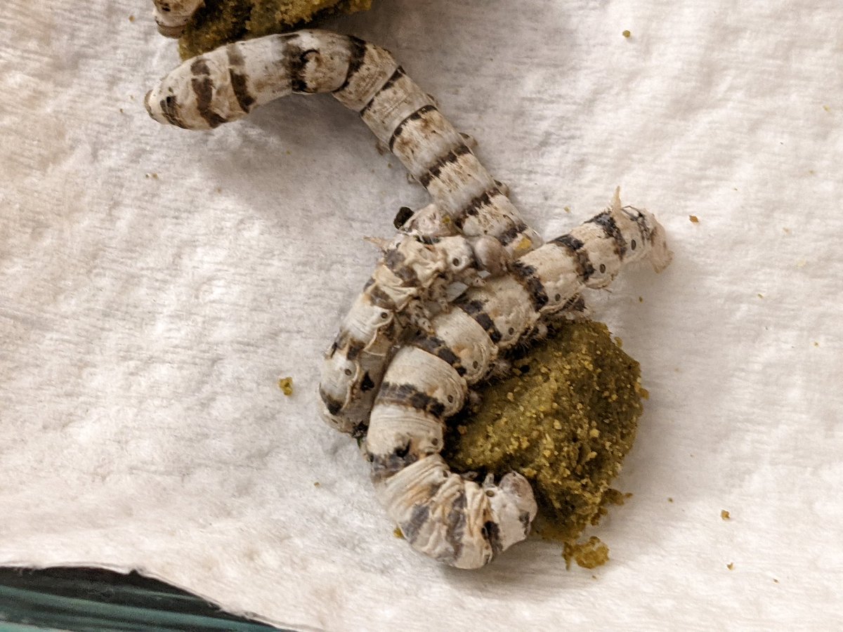 Escher Cattle tweet media