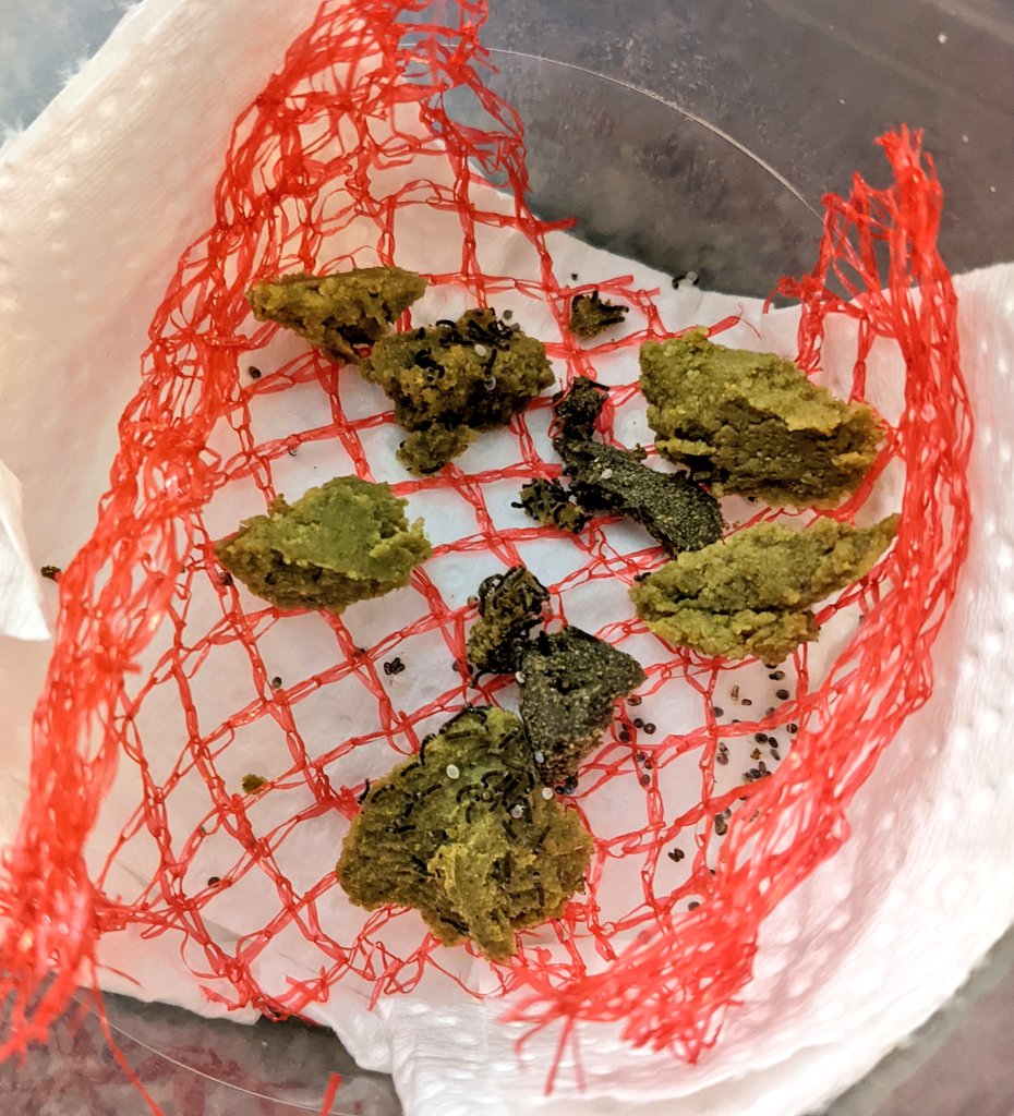 Escher Cattle tweet media