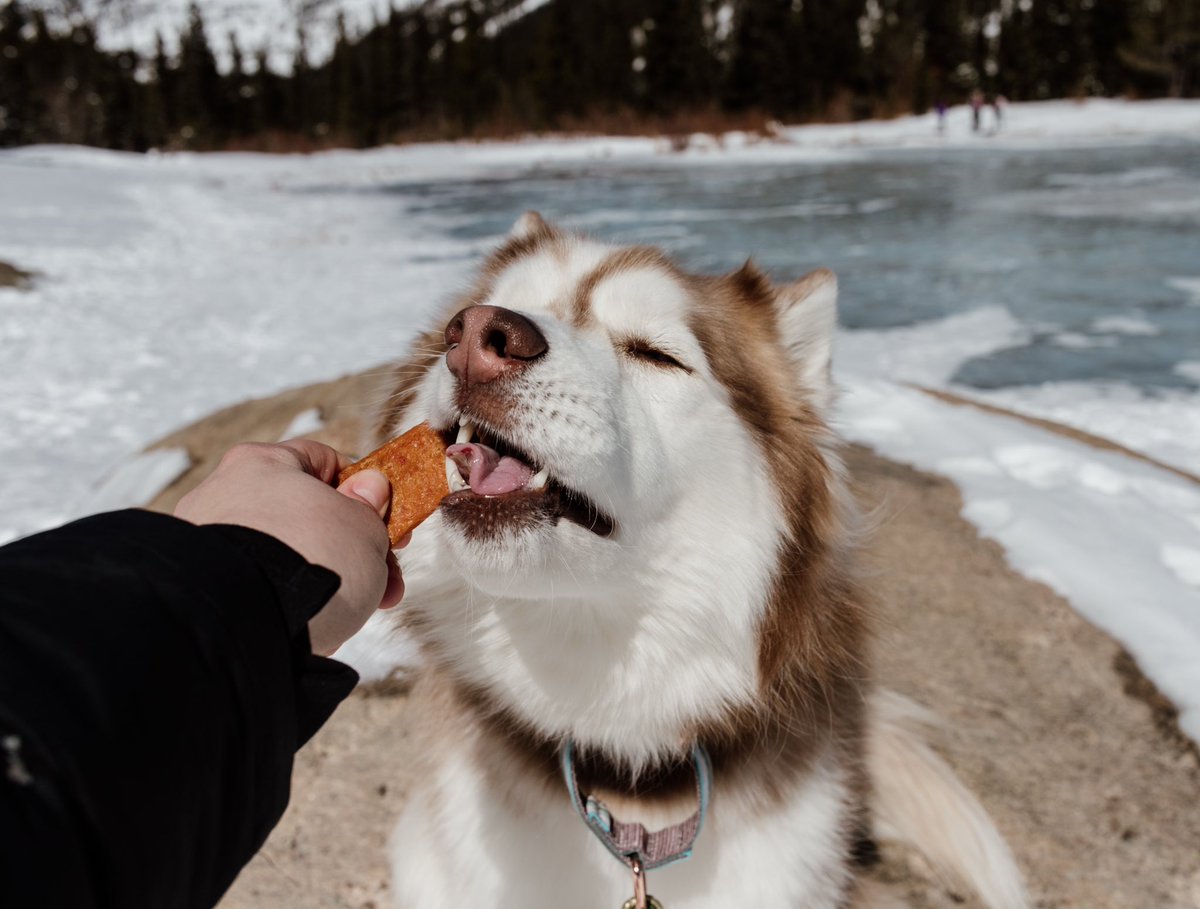 Looking for product shot advice or examples - specifically treats and food. (Pic. When the treat is too good) Q: Does it look better if the bag is opened or unopened? #dogsoftwitter #dogphotography #photography