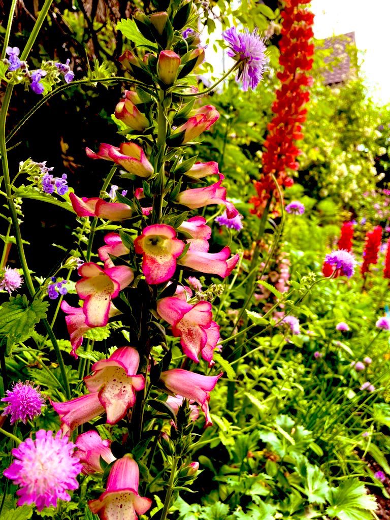 Rachael67947693's tweet photo. Im questioning my ability not to grow lupins next year. When the snails, slugs and rain broke everyone of them last year, I said never again….. I’m weakening 😵‍💫 #flower #gardening #nature https://t.co/8V6eSzBeuw