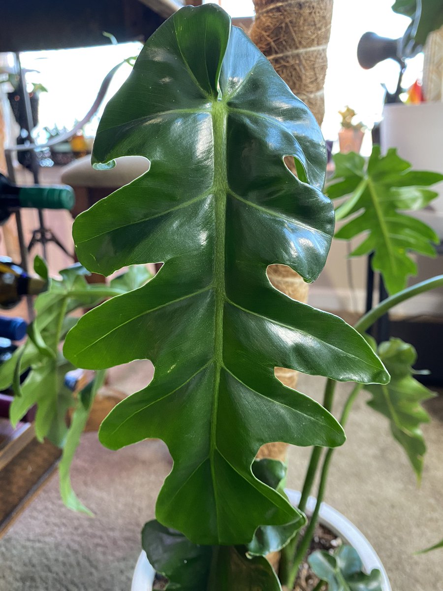LightBringer50's tweet photo. When I got Bob #BobCee #Philodendron I think he had 3 leaves. This was in June of 2021, so in Feb 22 he’s done all this magnificence. I can’t really say how much I truly am in awe of this guy and how he inspires me as he matures. Show me that “one” of yours. https://t.co/6ciXydiY75