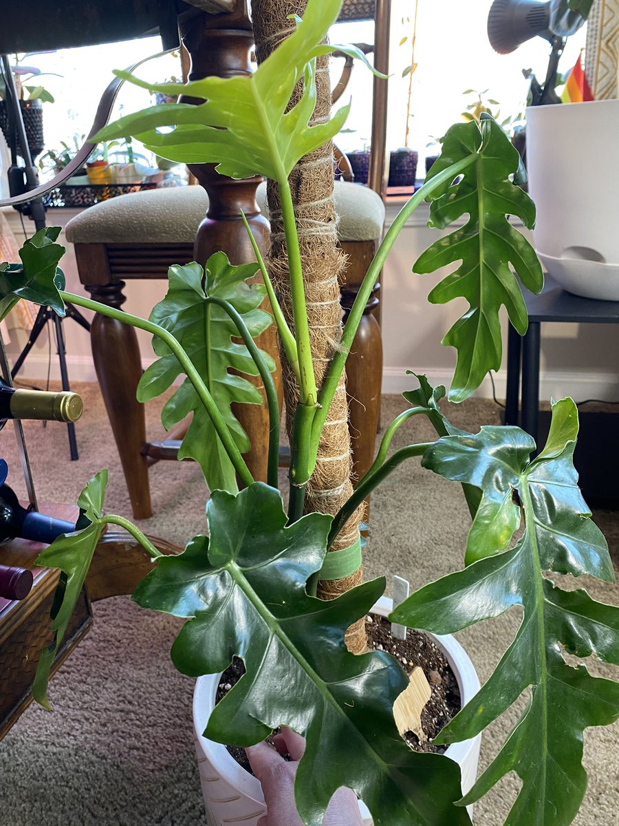 LightBringer50's tweet photo. When I got Bob #BobCee #Philodendron I think he had 3 leaves. This was in June of 2021, so in Feb 22 he’s done all this magnificence. I can’t really say how much I truly am in awe of this guy and how he inspires me as he matures. Show me that “one” of yours. https://t.co/6ciXydiY75