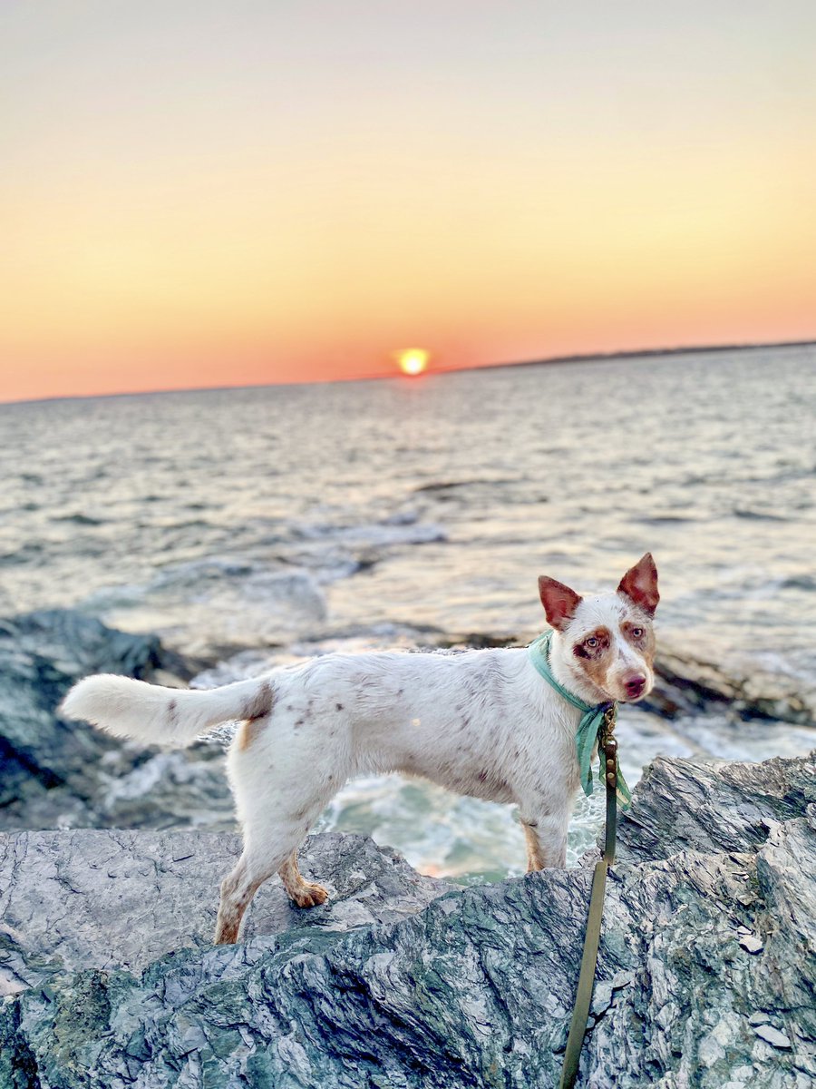 lilbarleyandrye's tweet photo. Can we start a photo edit thread? I need help. I feel like I’m missing something for this photo. Idk how y’all make these beautiful backgrounds pop while also shining light on the dog!?

#dogsoftwitter #dogsofinstagram https://t.co/5GMAMJr8xC