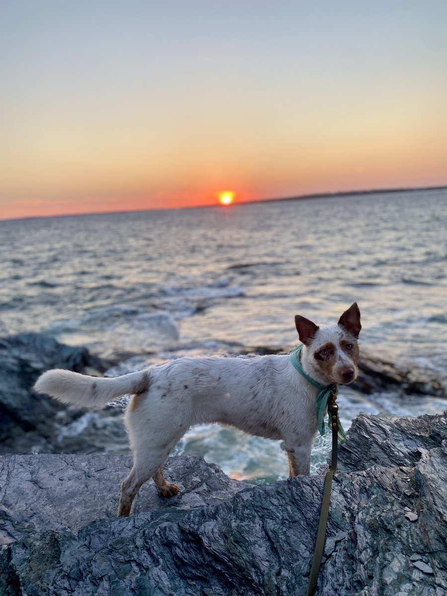 Can we start a photo edit thread? I need help. I feel like I’m missing something for this photo. Idk how y’all make these beautiful backgrounds pop while also shining light on the dog!?

#dogsoftwitter #dogsofinstagram