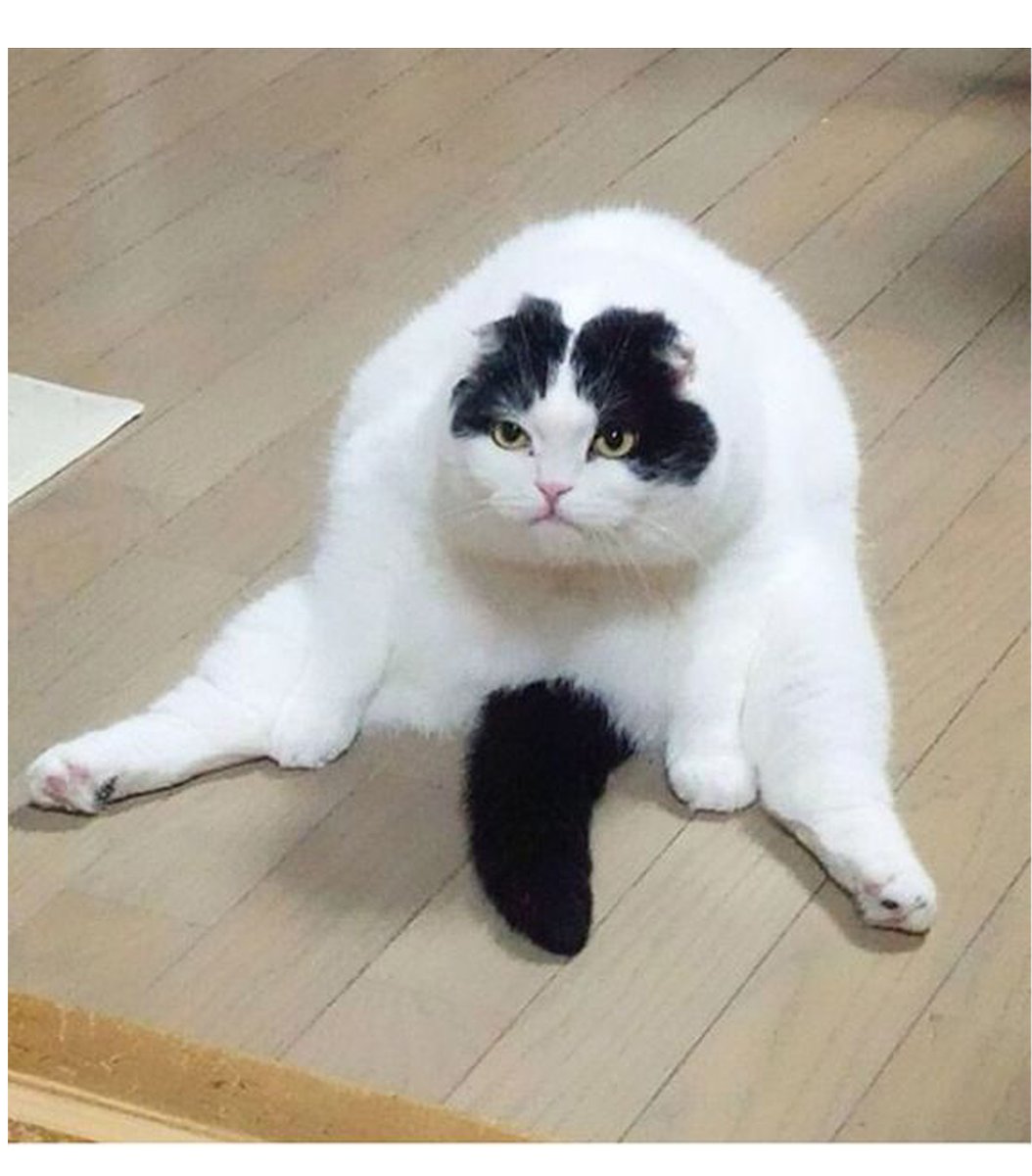 Ржачные котики до слез
