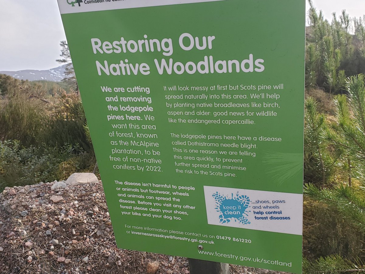 ChrisCorrigan3's tweet photo. #Landscapescale restoration of Caledonian Pine Forest #Cairngorms! 👏👏👏 @Rothiemurchus @cairngormsnews @CairngormsCo https://t.co/OG2HSJtHsv