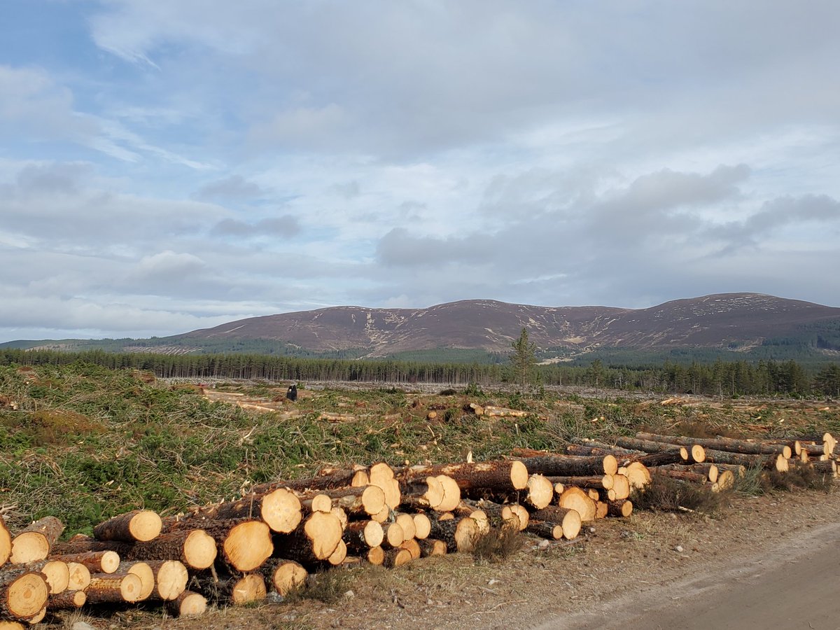 ChrisCorrigan3's tweet photo. #Landscapescale restoration of Caledonian Pine Forest #Cairngorms! 👏👏👏 @Rothiemurchus @cairngormsnews @CairngormsCo https://t.co/OG2HSJtHsv