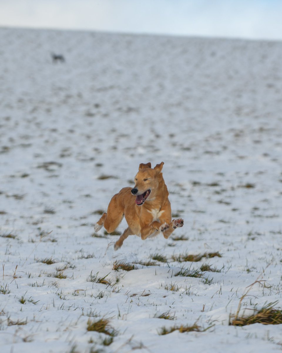 lurcherwork's tweet photo. #lurcher #merle #huntingdog #runningdogs #rabbitdog https://t.co/x8NMxbDhG4