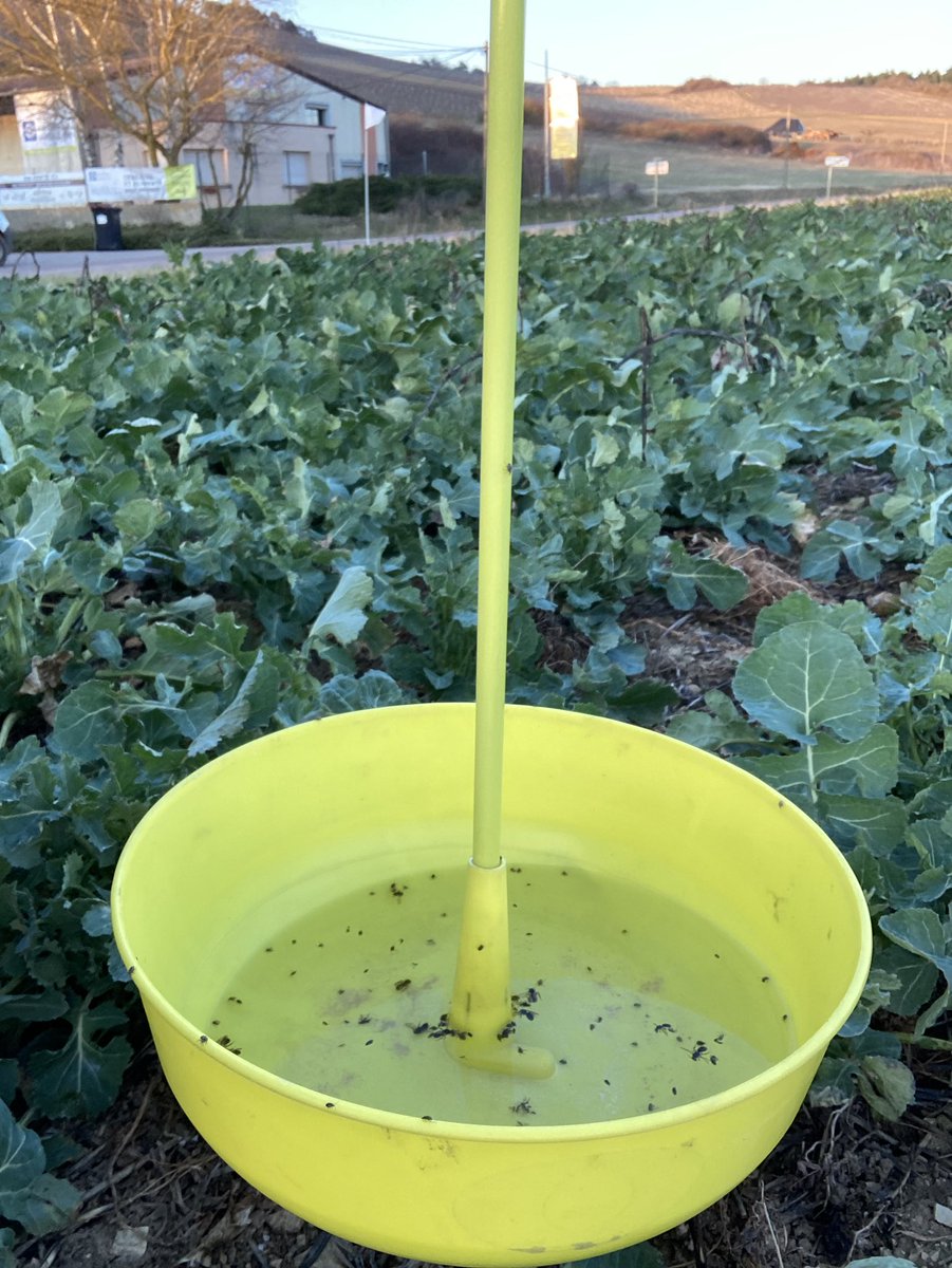 BONNIN1402's tweet photo. Ça vaut la peine de retirer la glace 🧊 à midi pour constater un joli vol de charançon #MondayMotivation #Proplant 🪲mais chou ou colza @OlivierCOSTE2 ? https://t.co/aakSasz4xs