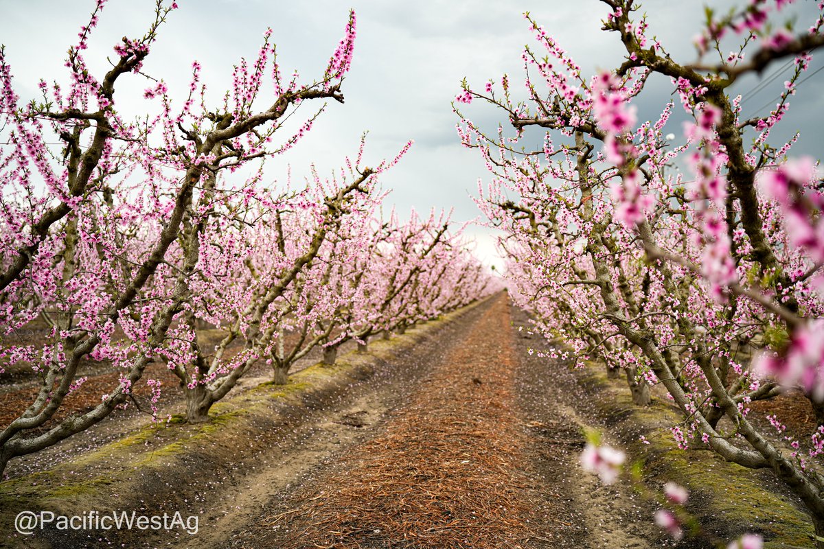PacificWestAg's tweet photo. #California #cherrybloom is underway! Due to a larger, longer harvest in 2021, CA growers produced a near-record crop of 9.7M boxes of #cherries. It's too early to tell, but there's a chance that last week’s weather in #SanJoaquin will result in a shorter crop &amp; higher pricing. https://t.co/uvcc6R4HqK