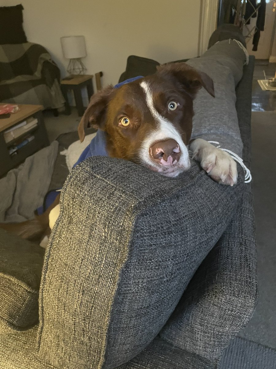 What a ⭐️distinguished gentleman ⭐️ 🥰🥰🥰🥰 #bordercollie #twitterdogcommunity #twitterdog #dogsoftwitter #cutedog #dogs #dogoftheday #DogsofTwittter