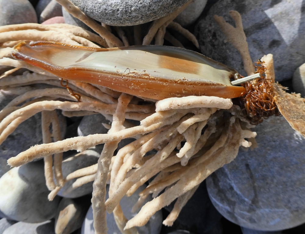 BeachcombingBB tweet media