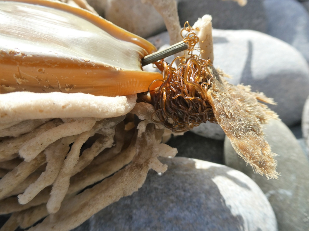#NursehoundShark #Eggcase (empty) still attached to Mermaids Glove (Haliclona oculata) on strandline today <a href="/SharkTrustUK/">The Shark Trust</a> @portheras @CwallWildlife <a href="/YSbeachrangers/">Your Shore Beach Rangers</a>