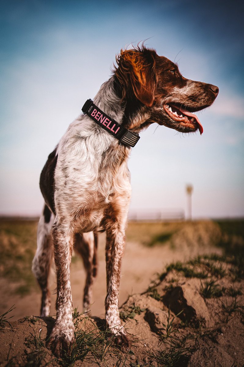 Happy Monday #dogsoftwitter fam!! Let’s crush this week! #twitterdogcommunity