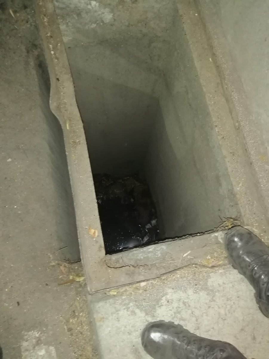 LetyVarela's tweet photo. Esta historia tuvo un final feliz afortunadamente 

“Niki” cayó a una coladera de 4 metros en la Colonia Simón Tolnahuac y una persona se dio cuenta.
Brigada de Vigilancia Animal @SSC_CDMX acudió al rescate y trasladamos a 🐶 para brindarle atención y localizar a su familia 
1/2 https://t.co/ZkM47G5wYb