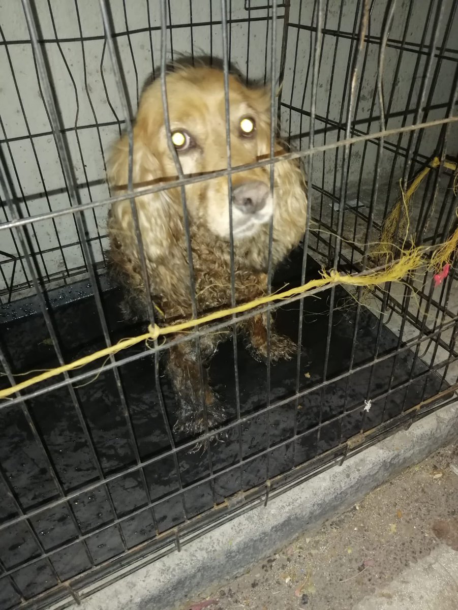 Esta historia tuvo un final feliz afortunadamente 

“Niki” cayó a una coladera de 4 metros en la Colonia Simón Tolnahuac y una persona se dio cuenta.
Brigada de Vigilancia Animal <a href="/SSC_CDMX/">SSC CDMX</a> acudió al rescate y trasladamos a 🐶 para brindarle atención y localizar a su familia 
1/2