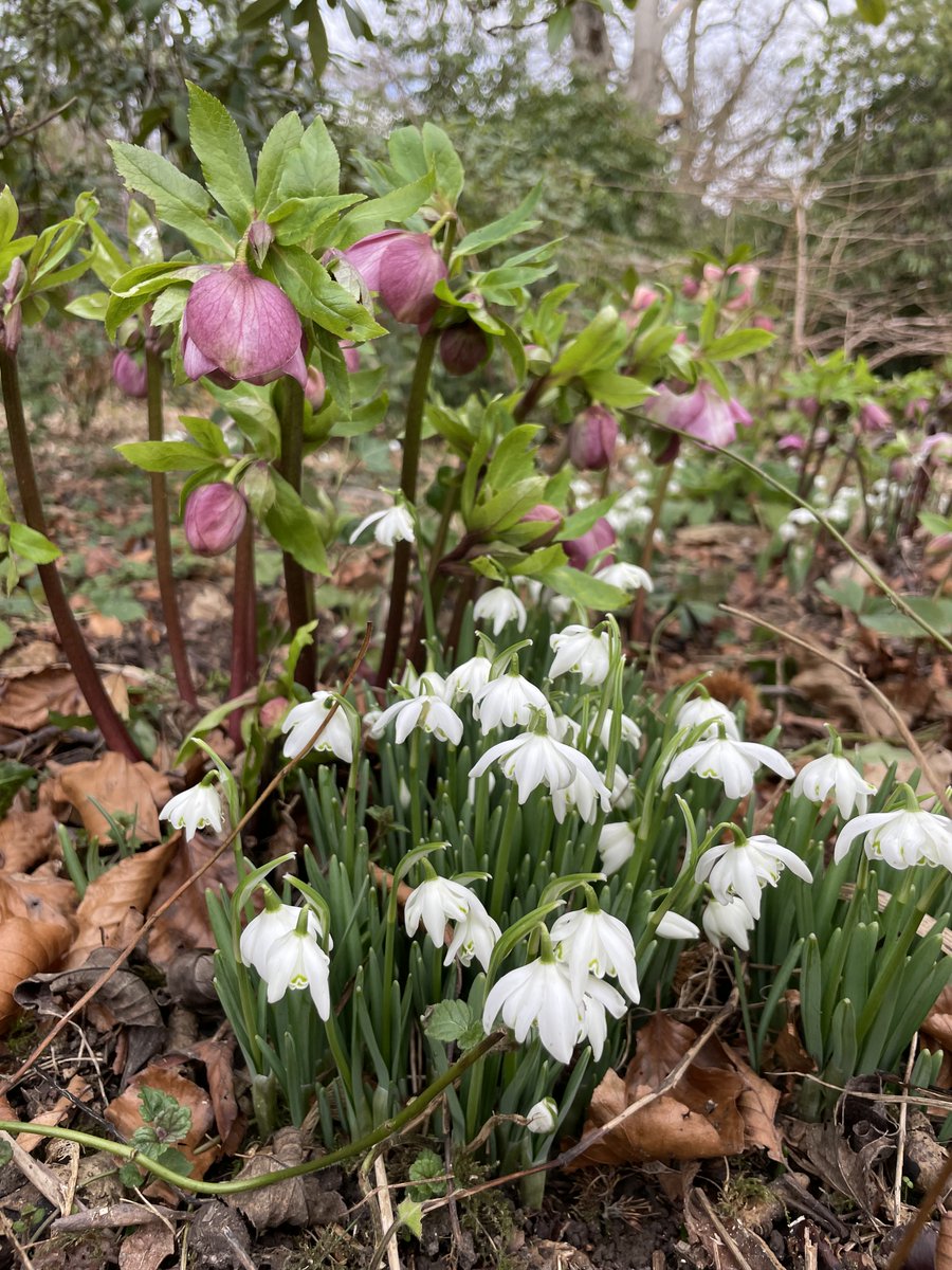 dodplacegdns's tweet photo. A spur of the moment decision to open the garden for @NGSKent next Sunday 6th March 11am-5pm. https://t.co/XS4f2bfdij