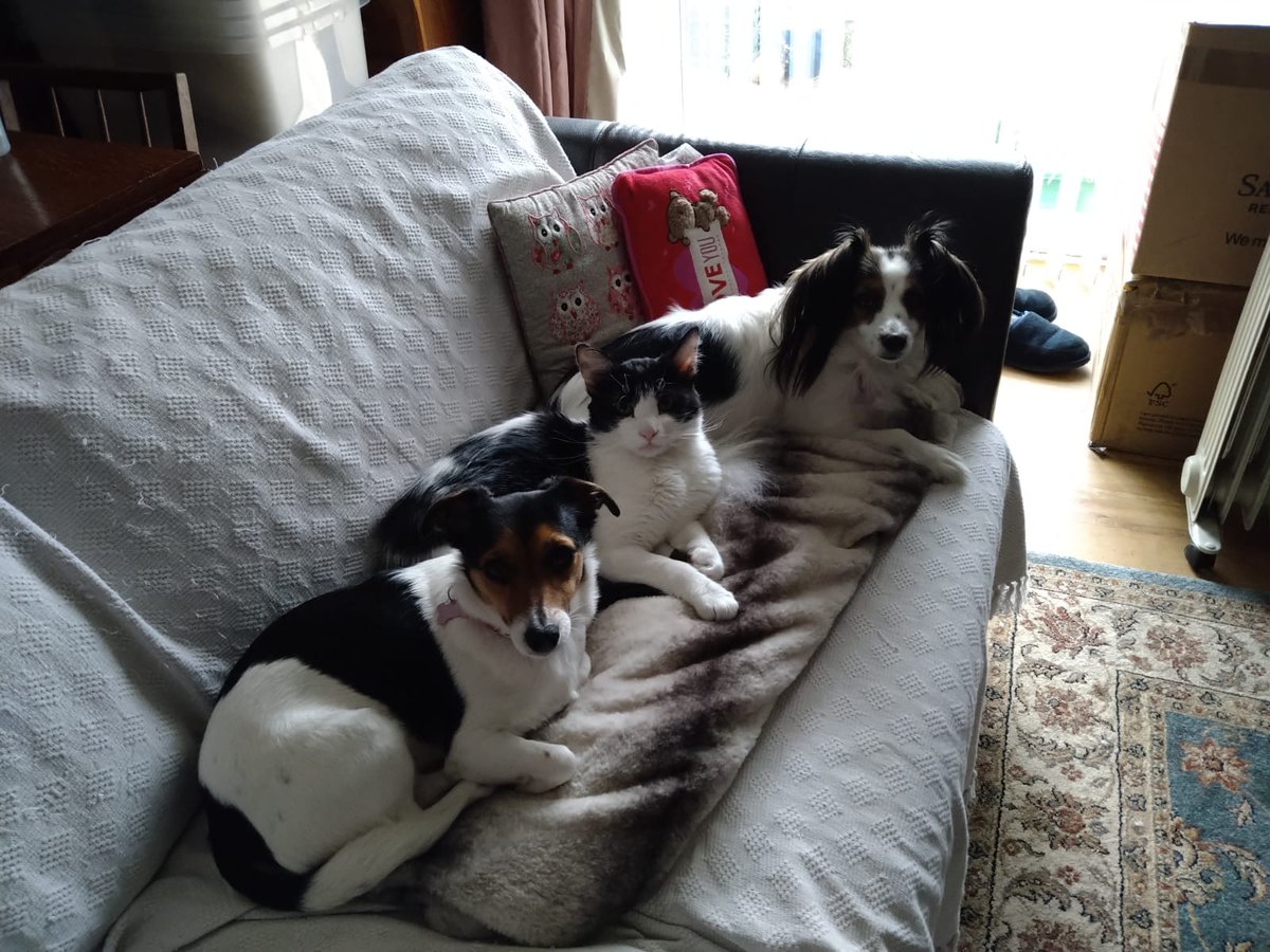 Vic Vicky Victoria 🐾 tweet media