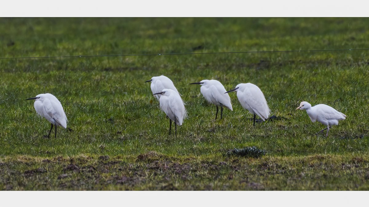 Cattle Egret - still with Little Egrets north of the B5109 Llanynghenedl - Bodedern road, Anglesey at c. 3.30pm.  Bird starting to show some buff colouration to the forehead.