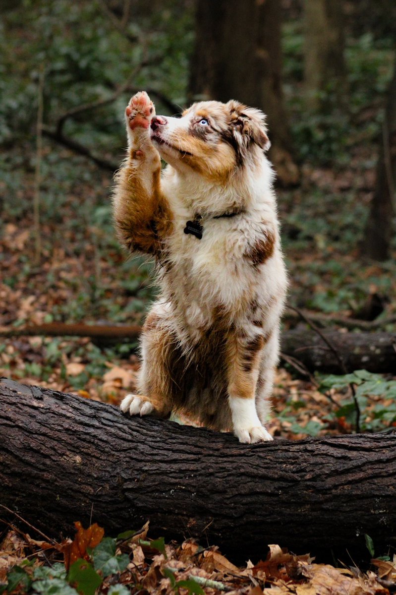 Grizzly Bear tweet media