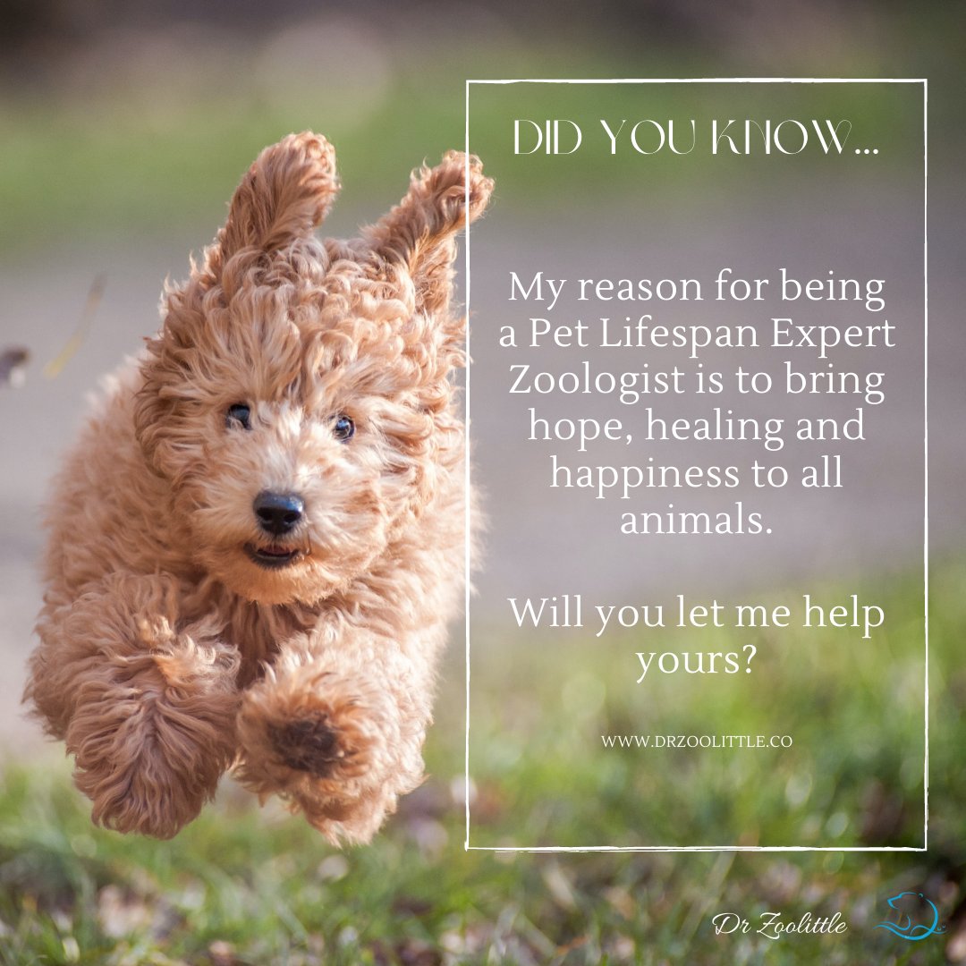 dr_zoolittle's tweet photo. Do you wish your pet would live longer? 10 years &amp; still bursting with health?

If you make lifestyle changes to increase their lifespan, you actually can prevent 'old-age' diseases!

Learn how to add 5 healthy years with the Pet Lifespan Extension Course: https://t.co/N6MSZuXlSx https://t.co/SMAYOpBpKP