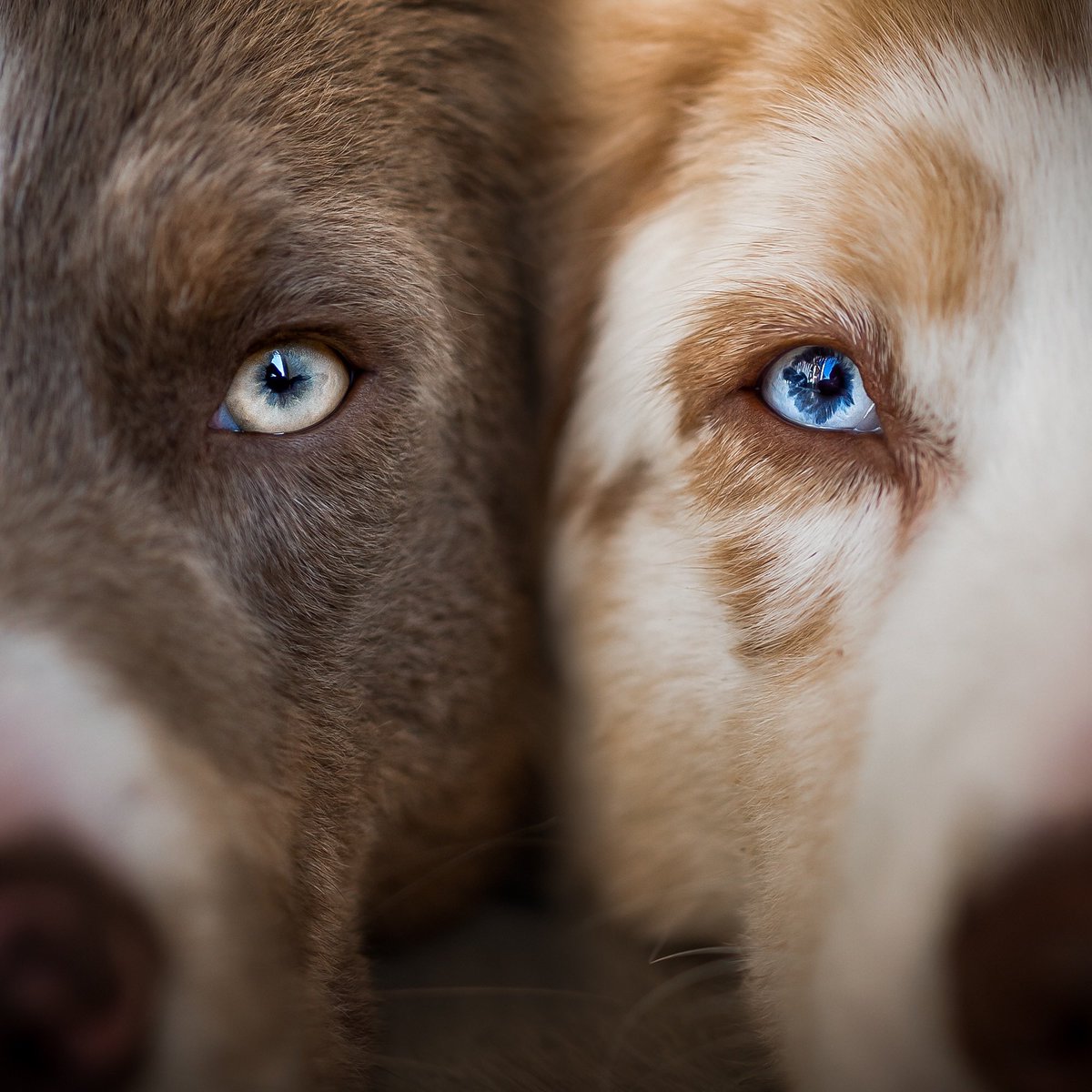 We are one you and I
We are like the earth and sky
One family under the sun 🌞
#dogsoftwitter #twitterdogcommunity #dogsofinstagram #DogsAreFamily #dogsarethebest #DogLover #Dog