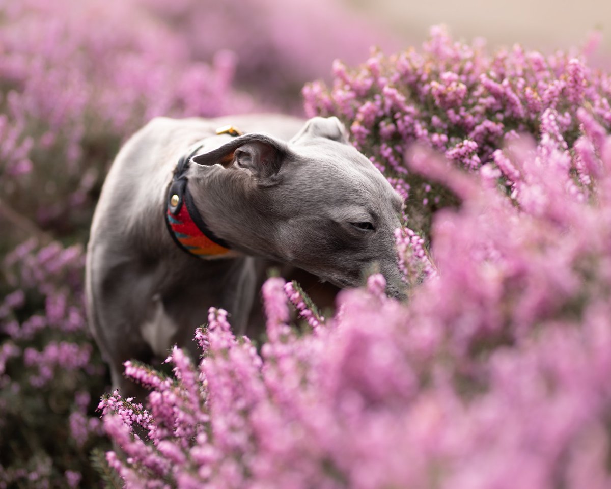 Dear Ernest Pet Photography tweet media