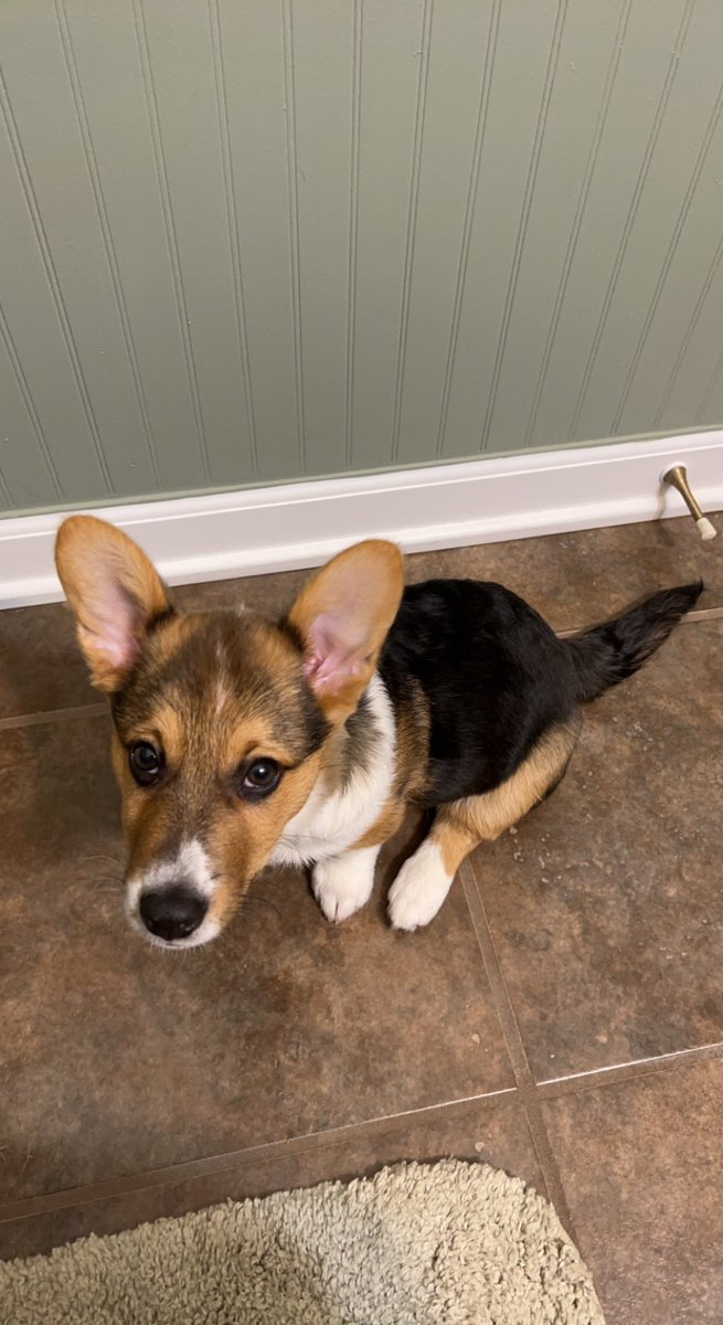 Anyone else have a clingy dog? He has to follow me to the bathroom and everywhere I go really 😂🙈 #Dog #dogsofinstagram #DogsofTwittter #twitterdogcommunity #Corgi
