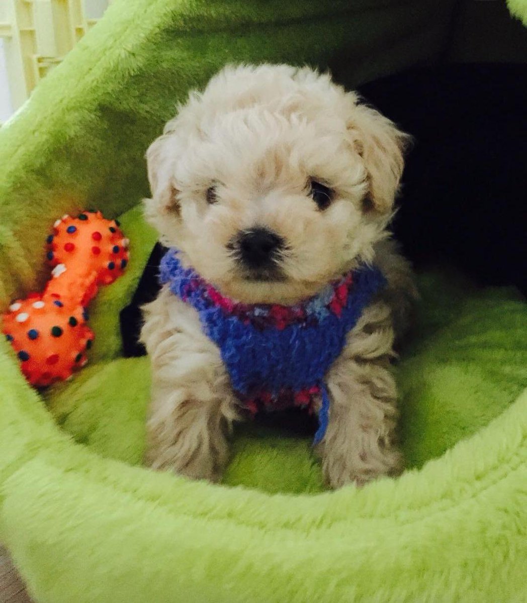 너무끼여워요제발

아기가나                           아기보리