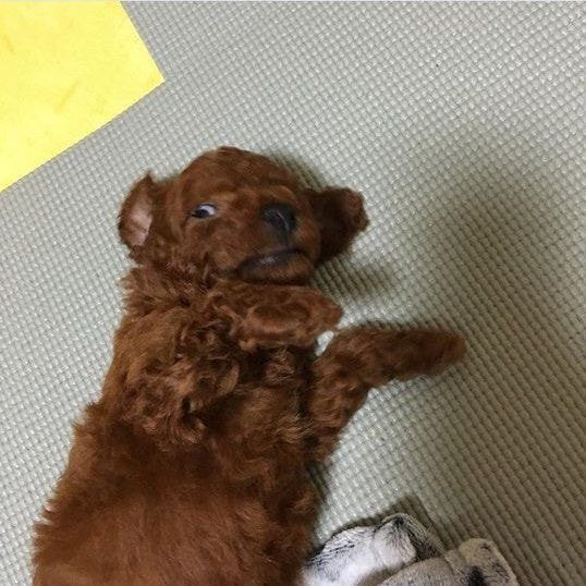 siroitachisamaq's tweet photo. 너무끼여워요제발

아기가나                           아기보리 https://t.co/ORAcodiiQ6