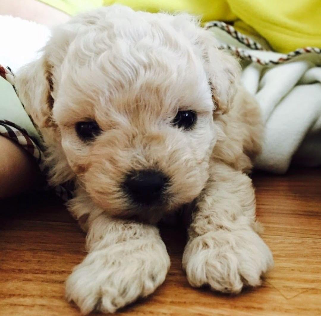 siroitachisamaq's tweet photo. 너무끼여워요제발

아기가나                           아기보리 https://t.co/ORAcodiiQ6